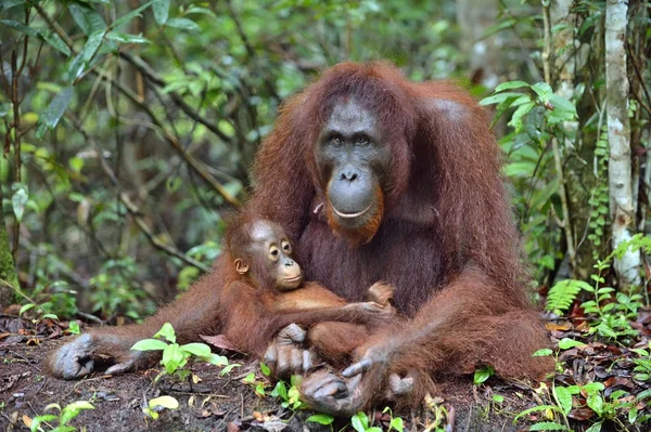 母のオランウータンとカブ — ストック写真