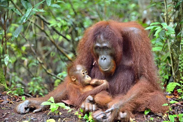 Matka orangutan i cub — Zdjęcie stockowe