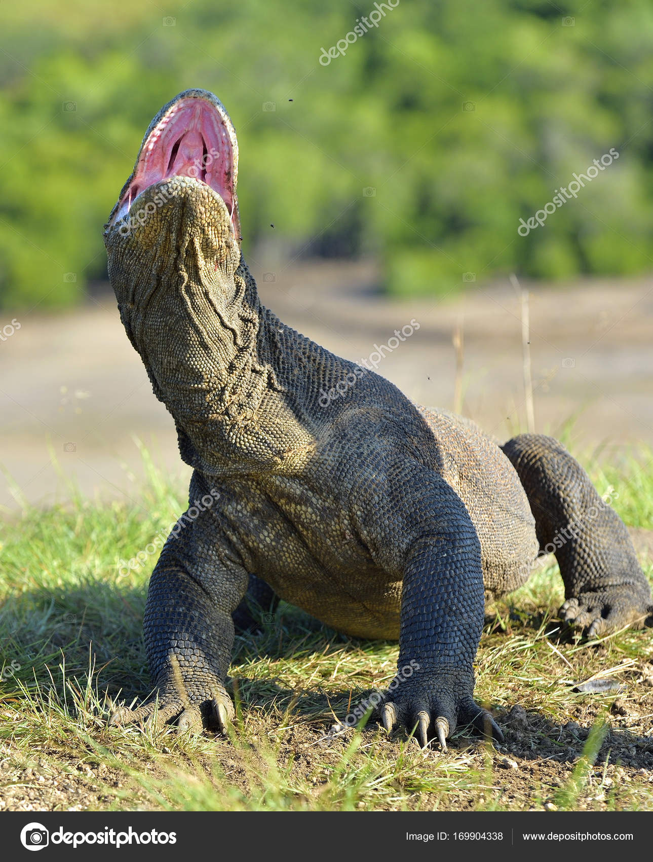 The Komodo dragon with open mouth — Stock Photo © SURZet 169904338