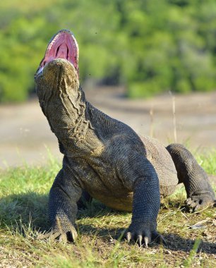Komodo dragon açık ağızlı