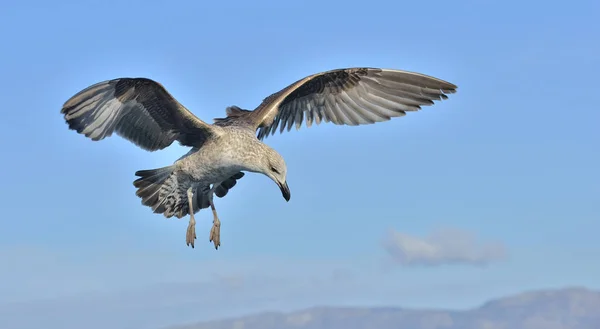 Gaviota Kelp juvenil voladora — Foto de Stock