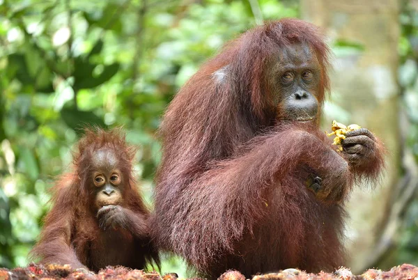 猩猩母亲和幼崽 — 图库照片