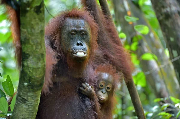 Mutter Orang-Utan und Jungtier — Stockfoto