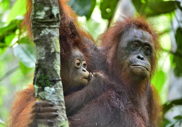 Matka orangutan i cub — Zdjęcie stockowe