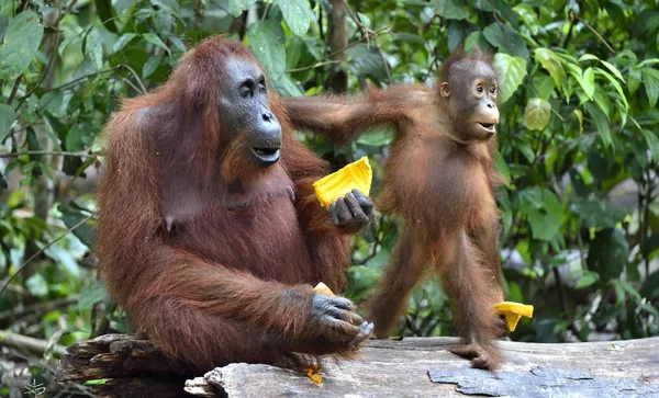 Orangután madre y cachorro — Foto de Stock