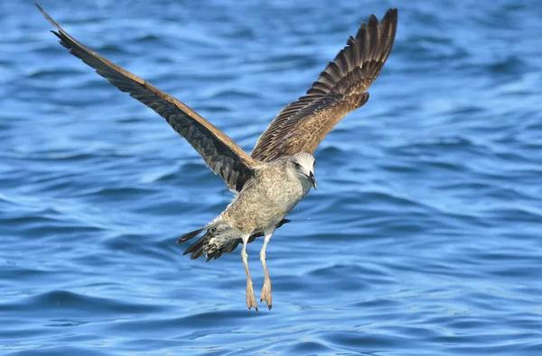 Gaivota de Kelp Juvenil voadora — Fotografia de Stock