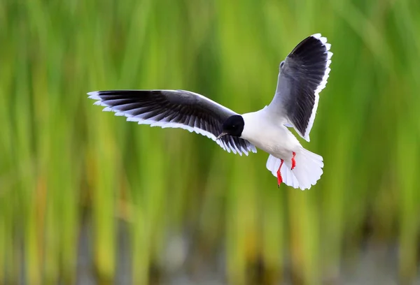 Черноголовая чайка в полёте — стоковое фото
