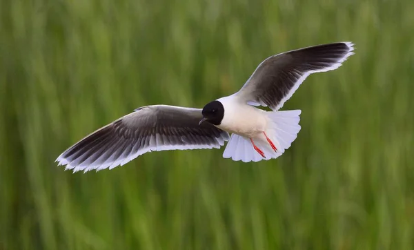 Black-headed Gull in flight — Stock Photo, Image