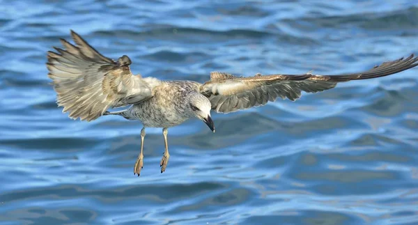 Gaivota de Kelp Juvenil voadora — Fotografia de Stock