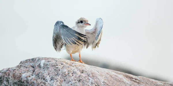 Bébé oiseau de Sterne pierregarin — Photo