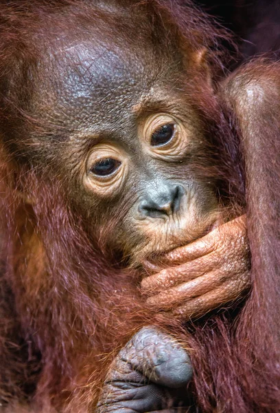 Orangutan cub at mother on breast — Stock Photo, Image