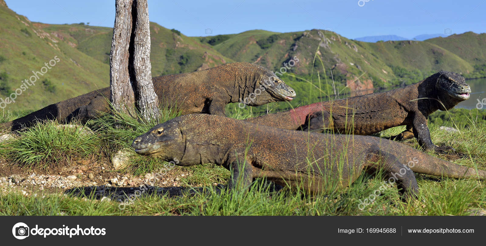 Komodo Dragon Habitat Map