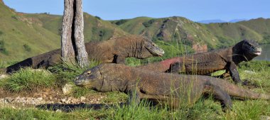 Komodo dragons in natural habitat clipart