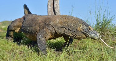 O çatal dilini sniff hava ile Komodo dragon