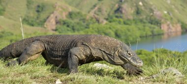 Komodo dragon doğal ortamlarında