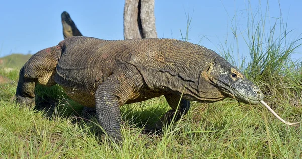 Komodo naga dengan lidah bercabang mengendus udara — Stok Foto