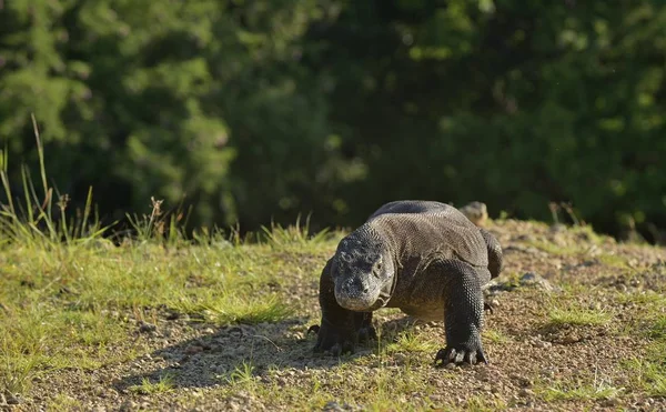 Dragon Komodo dans l'habitat naturel — Photo