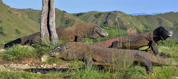 Dragones de Komodo en hábitat natural — Foto de Stock