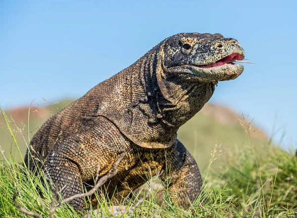 Komodovaranen med öppen mun — Stockfoto