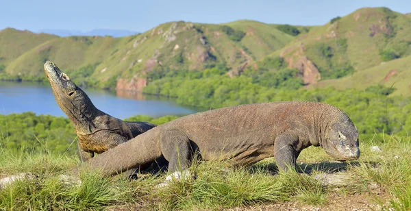 Dragones de Komodo en hábitat natural — Foto de Stock