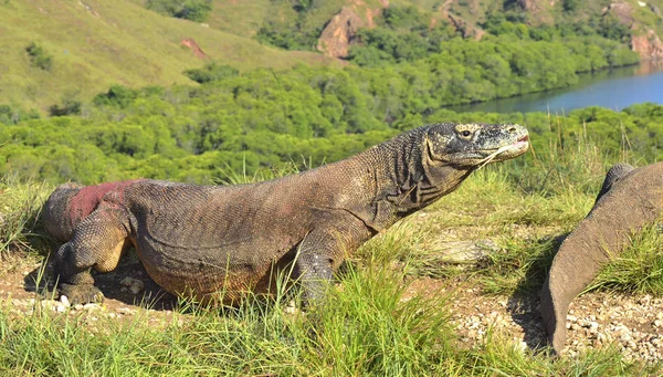 Dragón de Komodo en hábitat natural — Foto de Stock