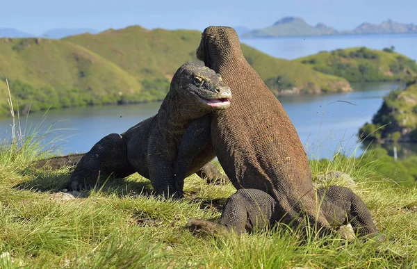 La lucha de los dragones Comodo — Foto de Stock