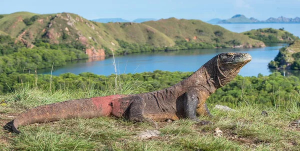 Retrato del dragón de Komodo — Foto de Stock