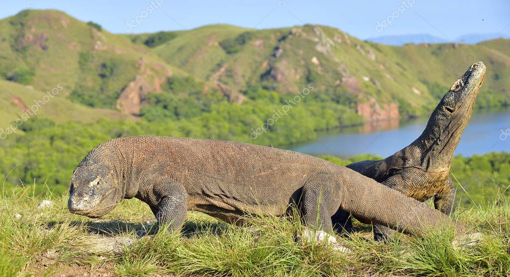 Komodo dragons in natural habitat — Stock Photo © SURZet 169946322