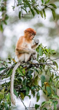 Hortum maymun yavrusu