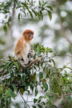 Hortum maymun yavrusu