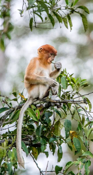 Hortum maymun yavrusu