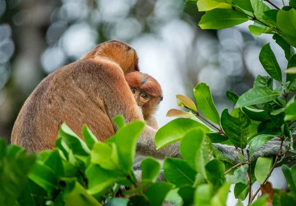 Macaco bebê chupa leite materno de sua mãe — Fotografia de Stock