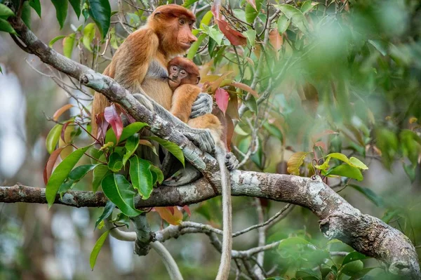 Macaco bebê chupa leite materno de sua mãe — Fotografia de Stock