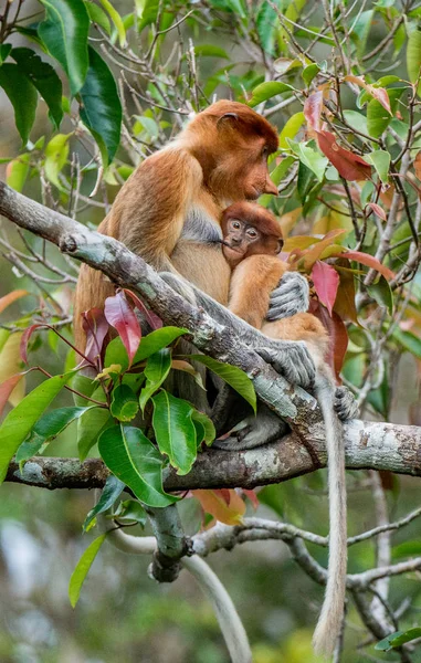 Opičí miminko saje jeho mateřského mléka — Stock fotografie