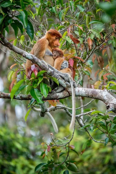 Monkey baby zuigt van zijn moeder moedermelk — Stockfoto