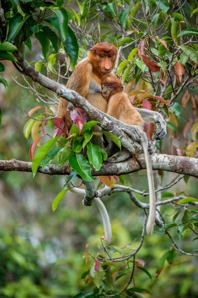 Macaco bebê chupa leite materno de sua mãe — Fotografia de Stock