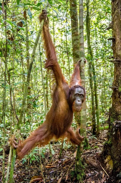 Orangutang på träd — Stockfoto