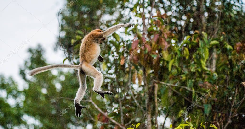 Proboscis Monkey jumping on tree