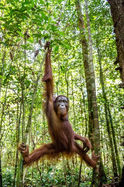 Borneose orang-oetan op boom — Stockfoto