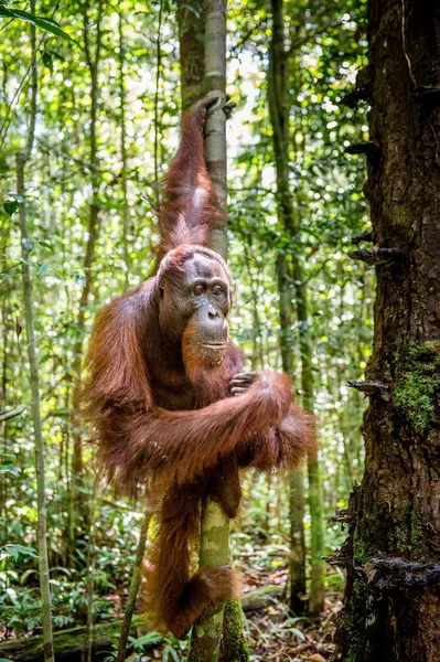 Orangutan borneański na drzewo — Zdjęcie stockowe