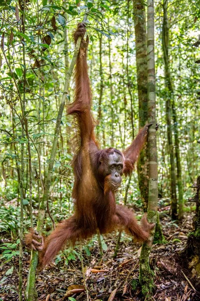 Orangutan borneański na drzewo — Zdjęcie stockowe