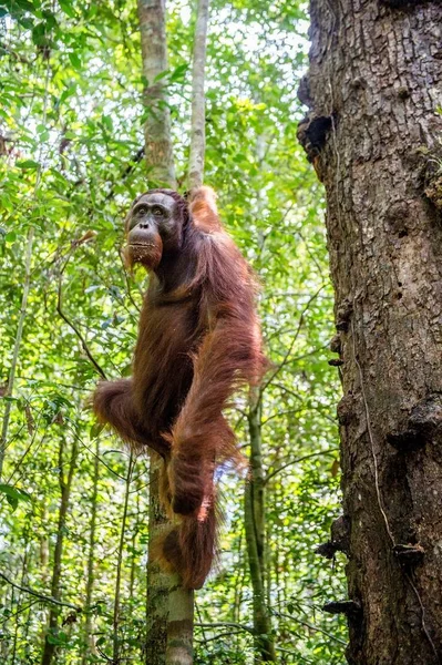 Orangutan borneański na drzewo — Zdjęcie stockowe