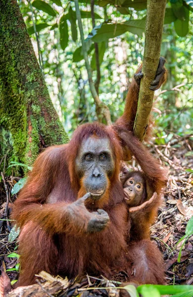 Orangutan bebê chupa leite materno de sua mãe — Fotografia de Stock