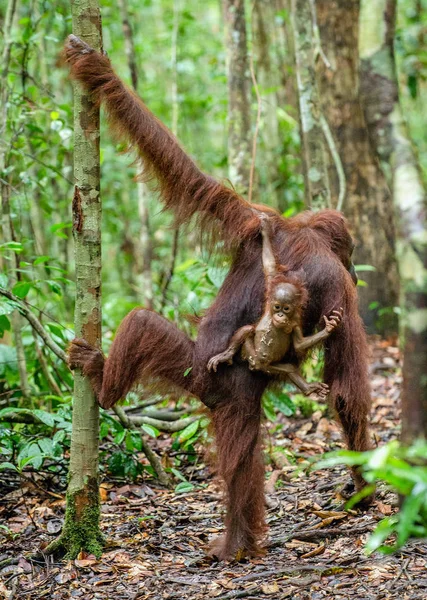 Bayi orangutan di punggung ibu — Stok Foto