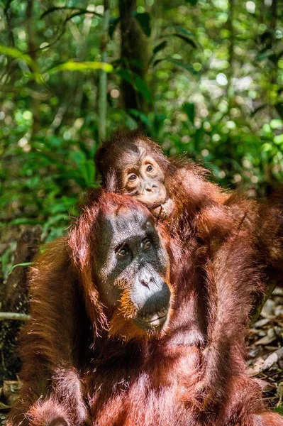 Bebé orangután en la espalda de la madre — Foto de Stock