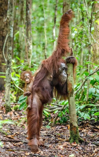 Bebê orangotango nas costas da mãe — Fotografia de Stock
