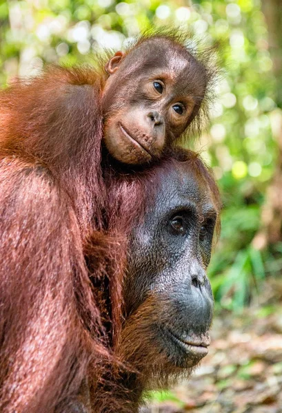 Bébé orang utan sur le dos de la mère — Photo