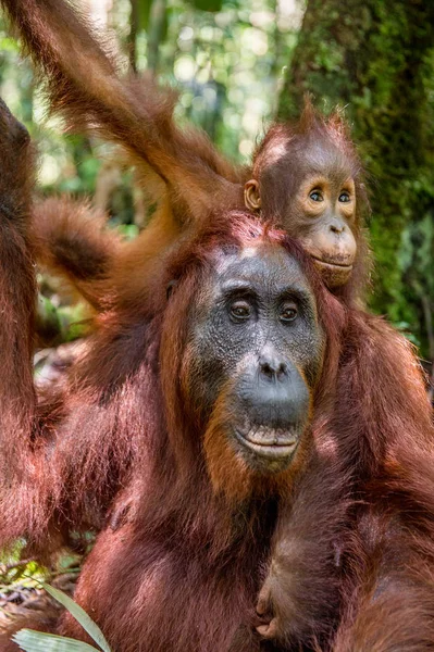 Orangutan dziecko na plecach matki — Zdjęcie stockowe