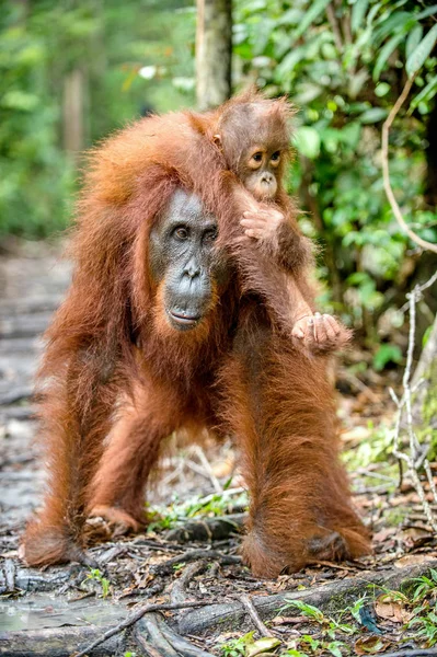 Bébé orang utan sur le dos de la mère — Photo