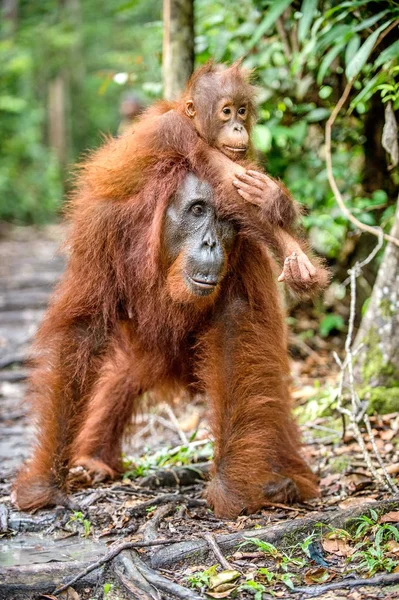 Орангутанг на спине матери — стоковое фото